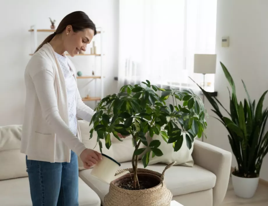 Шест растения, които внасят добра енергия в дома ни