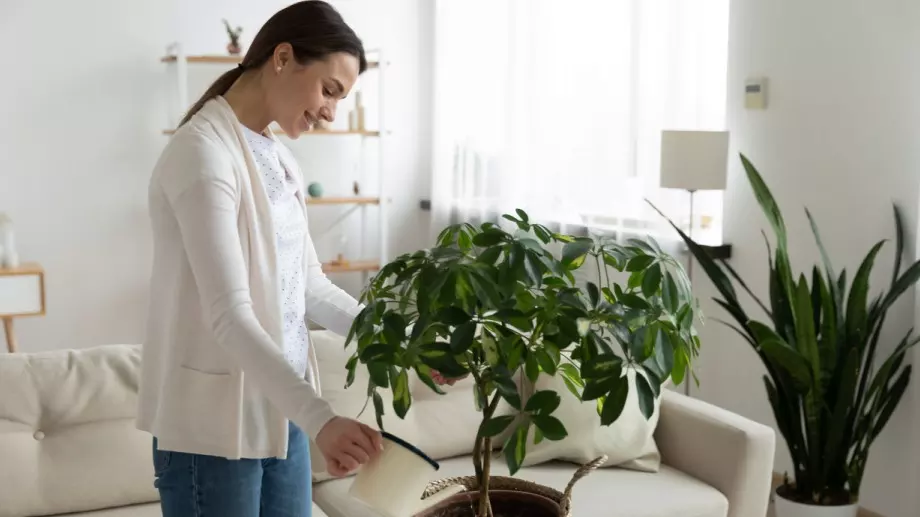 Стайните растения, които са опасни за децата и любимците ви!