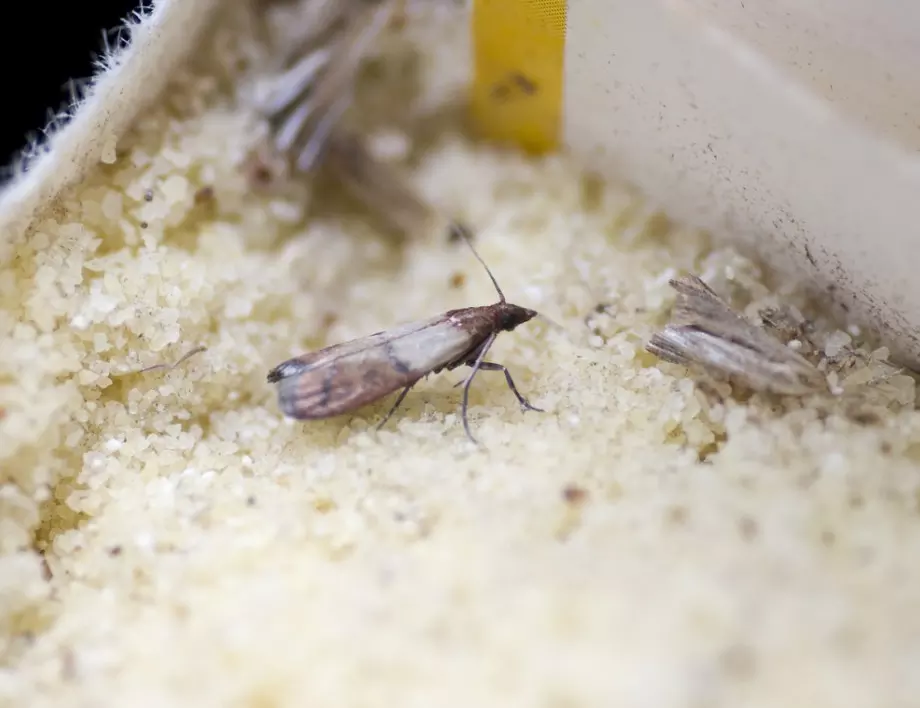 Унищожете молците и яйцата им с този лесен трик