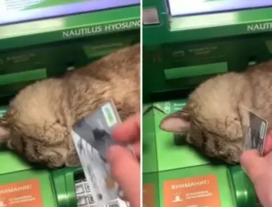 Котка, която заспа на банкомат, разсмя мрежата (ВИДЕО)