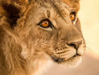„Изчезващите крале – лъвовете на Намиб“ - в най-старата пустиня на света по VIASAT NATURE