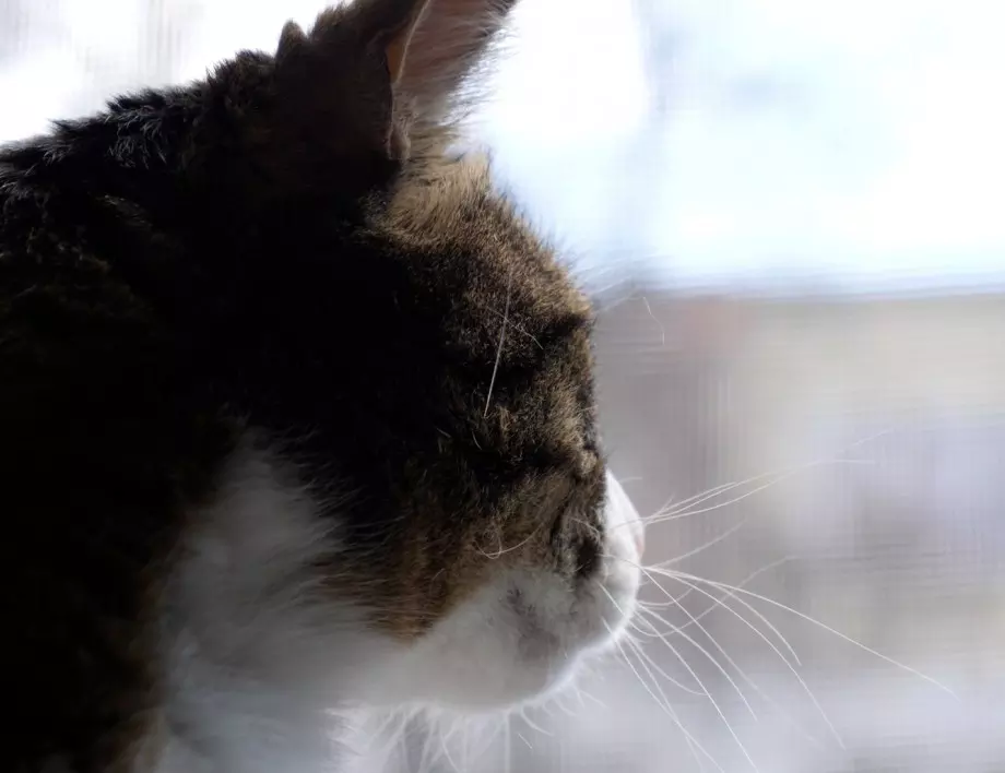 Тази котка с 4 уши стана тотален хит в Instagram (СНИМКИ)