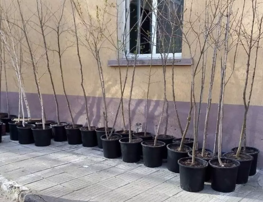 65-ма асеновградчани ще засаждат растителност на общетсвени места