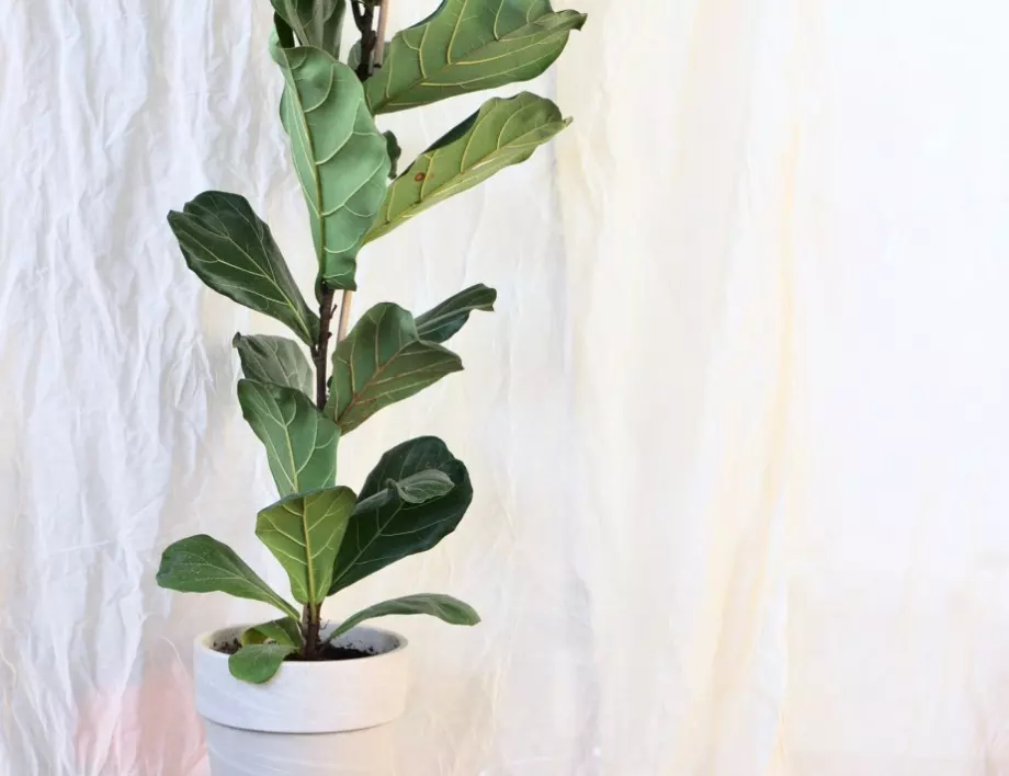 Ако искате да освежите въздуха в помещението, винаги отглеждайте тези 3 растения