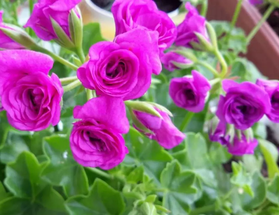 Летни цветя и подправки на атрактивни цени предлага „Паркстрой” ЕООД