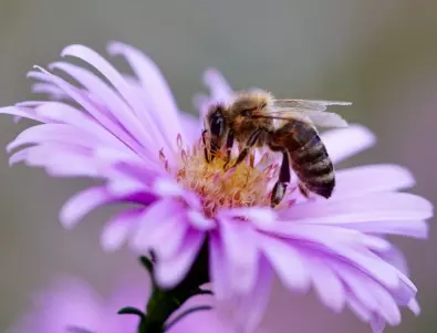 Растения, които да НЕ засявате в градината, ако искате да привлечете пчели