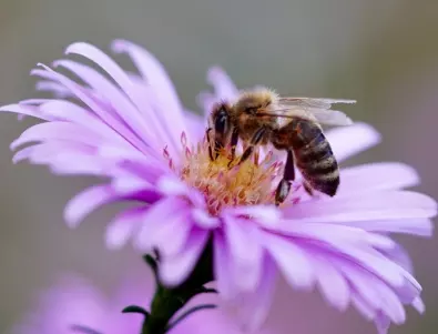 Създайте добри условия за пчелите през ЕСЕНТА в домашната градина
