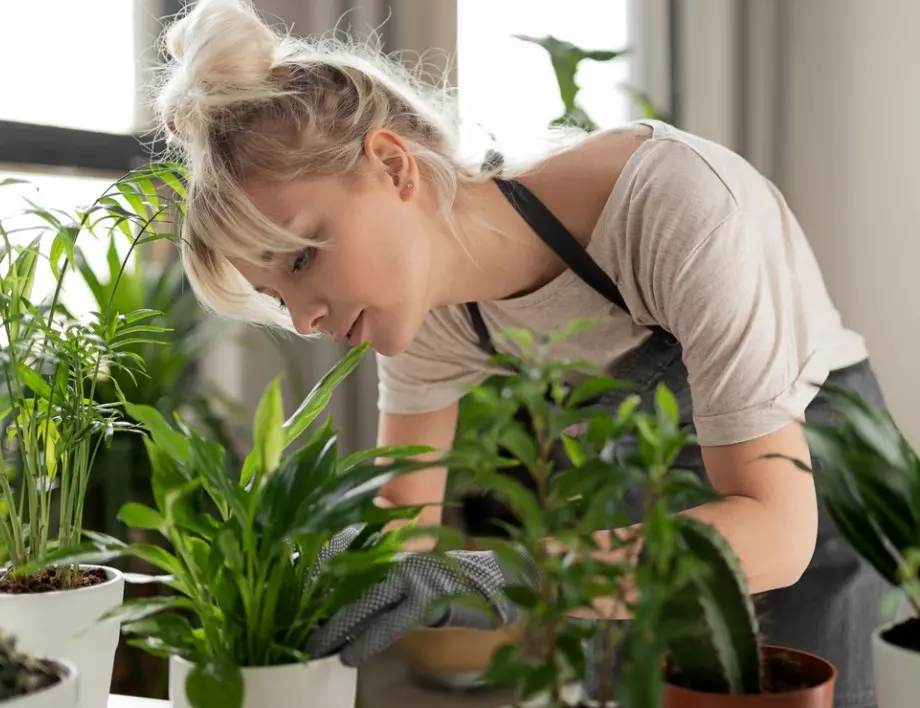 Накарайте стайните си растения да растат като луди с тази техника