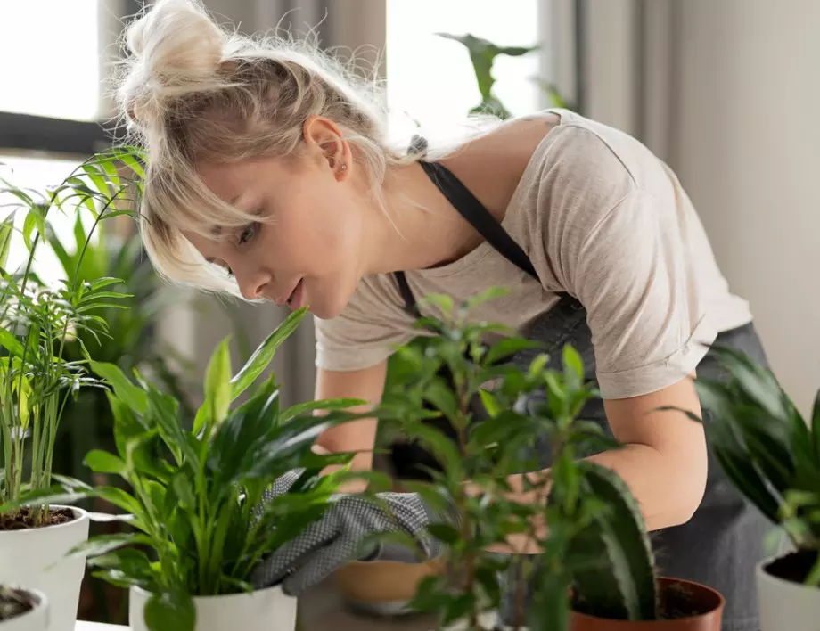Ако имате някое от тези растения вкъщи, здравето ви ще бъде страхотно! 