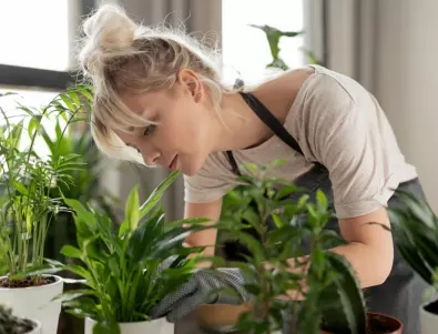 Девет причини защо растенията ви не цъфтят 