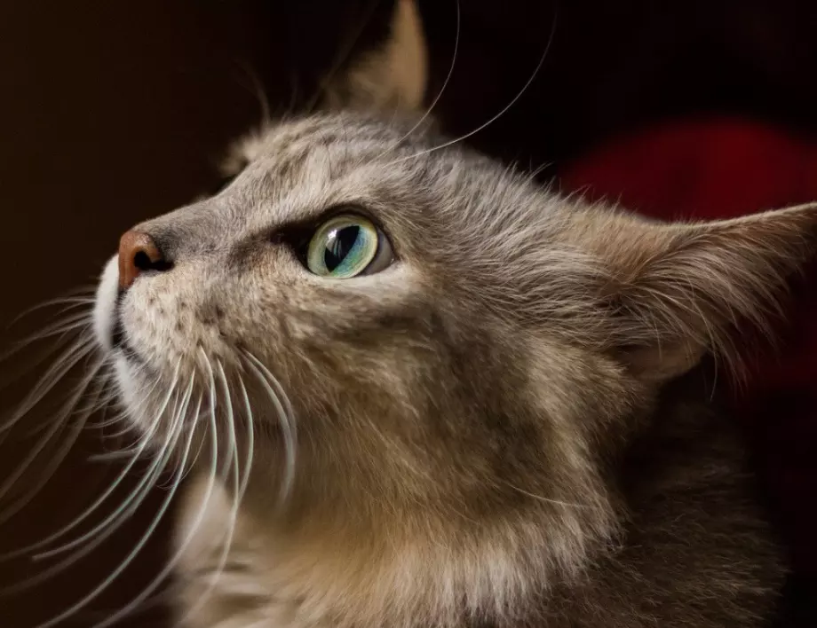 Котка се върна при собствениците си след 10-годишно отсъствие, ето как е открила пътя