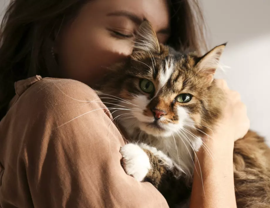 15 причини да живеем с котка вкъщи