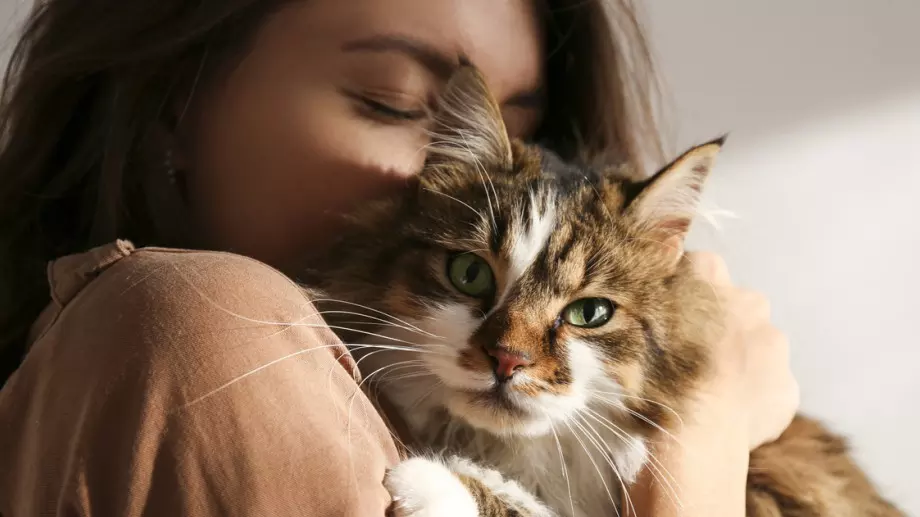 Могат ли котките да лекуват?