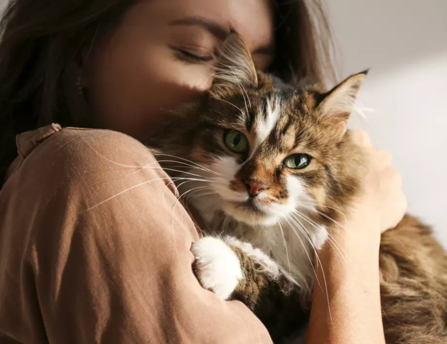 8-те най-лоялни породи котки