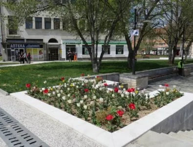 Община Самоков заделя средства за закупуване на цветя и фиданки