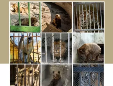 Защо животните все още се отглеждат в лоши условия в български зоопаркове? (ВИДЕО)