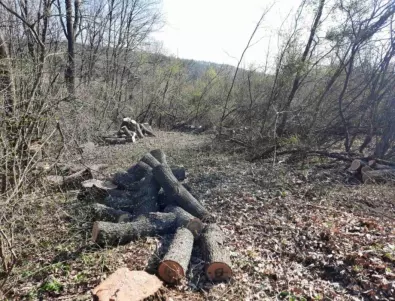 Шефът на Агенцията по горите: Към настоящия момент няма установена гола сеч в Карловско