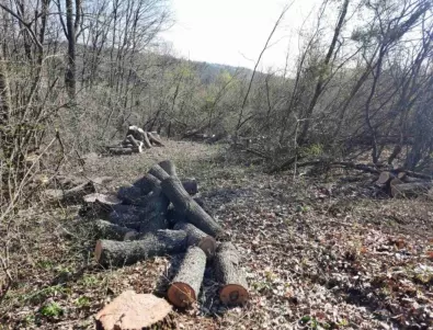 След незаконна сеч: Бракониери нападат горски служители в Дупница
