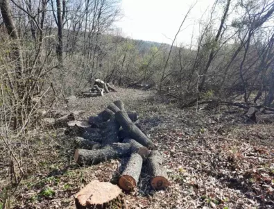 Проверки за незаконен дърводобив текат в цялата страна