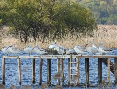 Макети привлякоха къдроглави пеликани да загнездят в нов район в България (СНИМКИ)