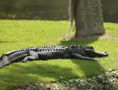 Алигатор се появи в парк на Ню Йорк (СНИМКА)