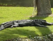 САЩ отбелязват националния ден на алигаторите 