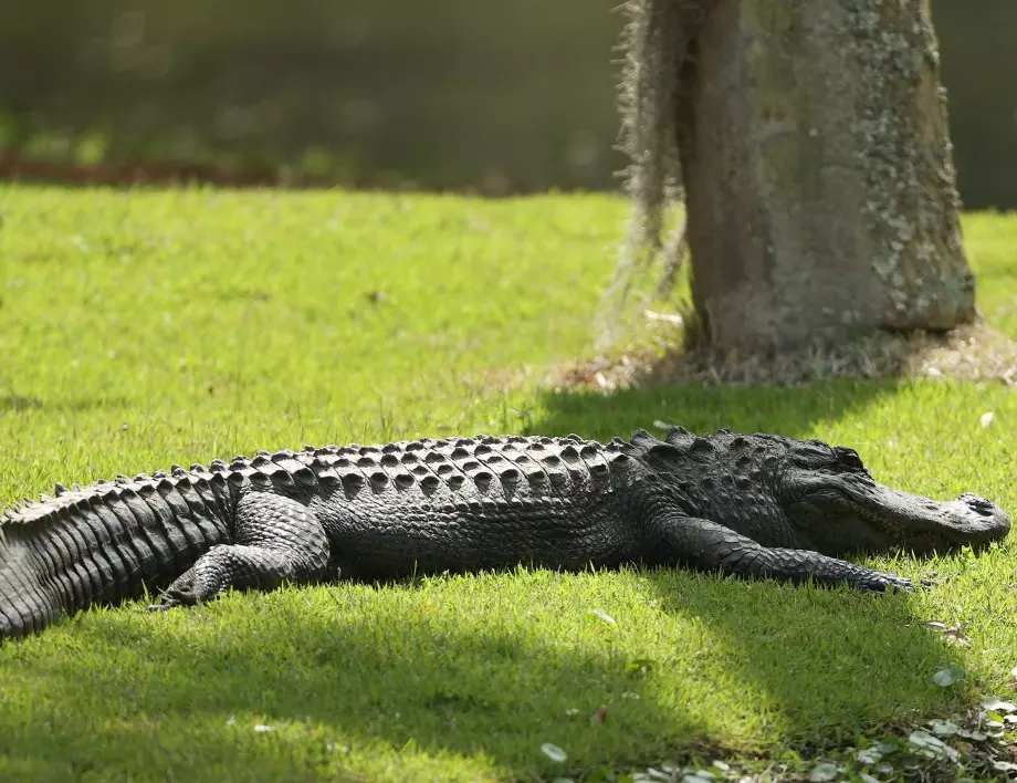 "Абсолютно уникален": Хванаха алигатор с тегло 417 кг
