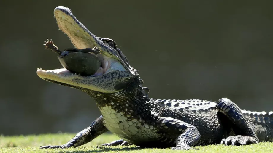 ВИДЕО: ММА боец пребори 3-метров алигатор с голи ръце