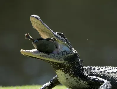 Отглеждаха си го вкъщи: Властите иззеха алигатор от частен дом в Ню Йорк (ВИДЕО)