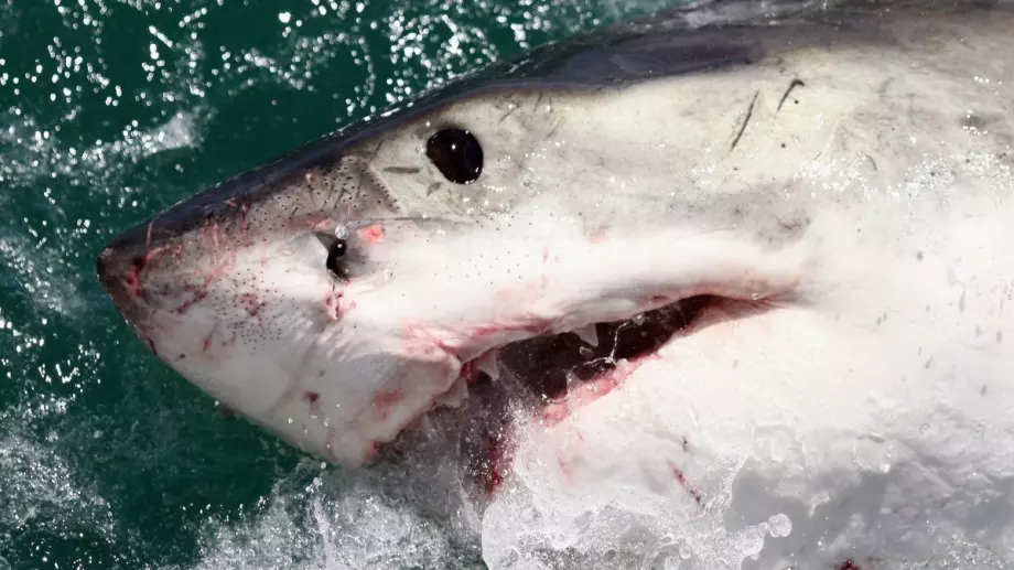 Дадоха на сърфист зъб от акулата, която едва не го уби 