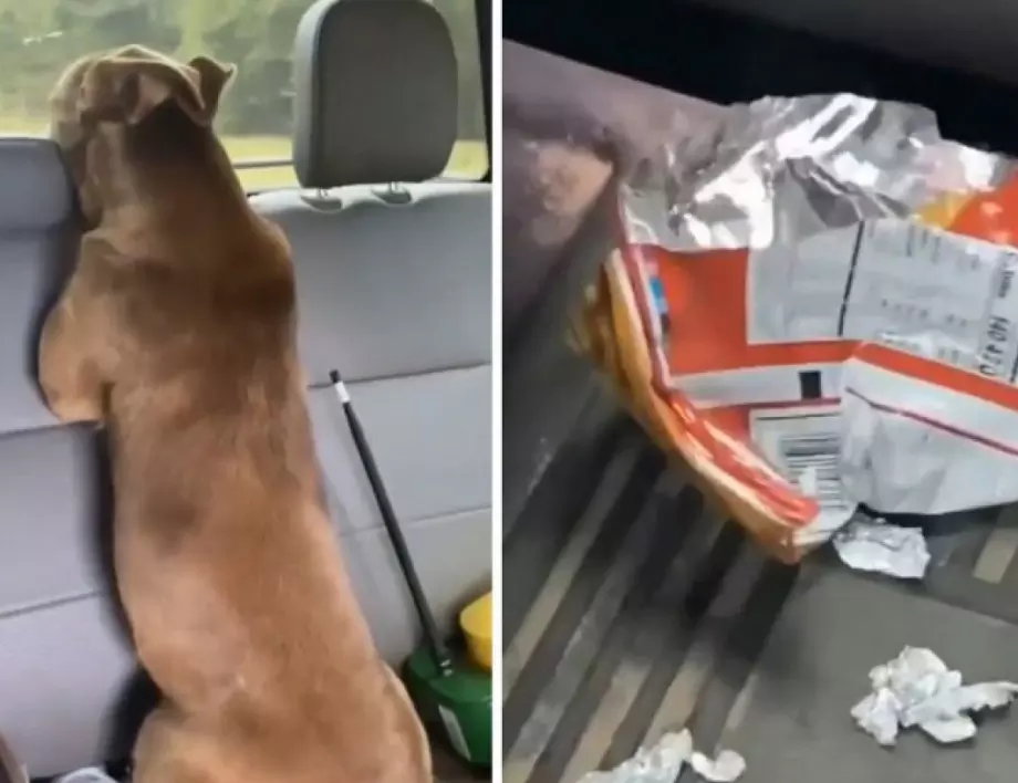 Куче изяжда чипса на собственика си, после се прави, че не е то (ВИДЕО)