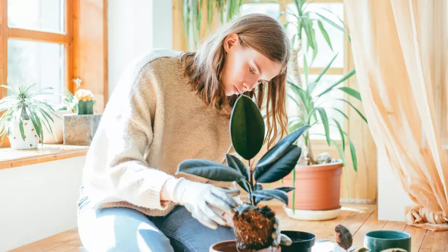Най-добрите средства за подхранване на стайните растения