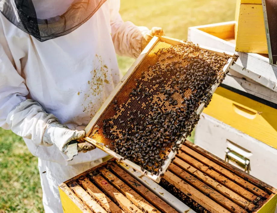 Защо никога не трябва да ядете пресен мед