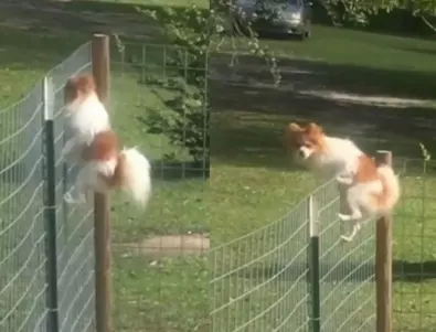 Хитрото бягство на куче през оградата разсмя интернет (ВИДЕО)