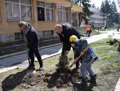 Засадиха 30 дръвчета в централната част на Елин Пелин