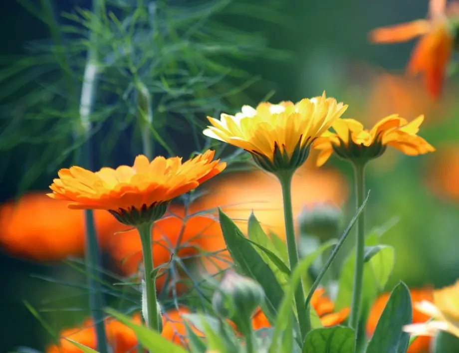 Без капризи: Топ 5 на най-непретенциозните цветя за лятна резиденция