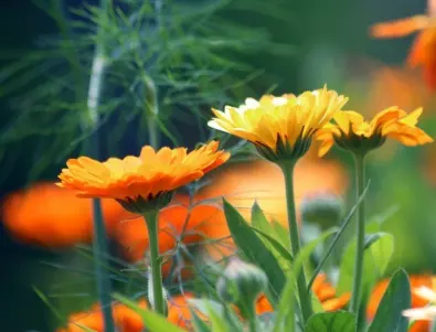 5 лечебни растения, които да отглеждаме в градината си 