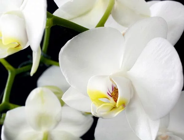 Какво трябва да знаете, ако отглеждате орхидея вкъщи