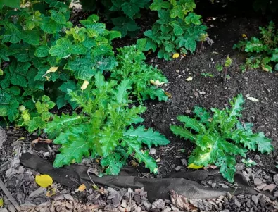Как да използваме плевелите в градината за полезни цели?