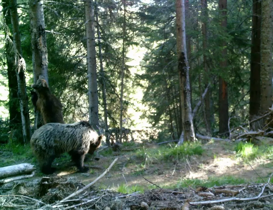 Учени заснеха четири мечки в Западните Родопи