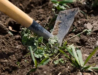 Не бързайте с премахването на плевелите от градината - причината ще ви изненада