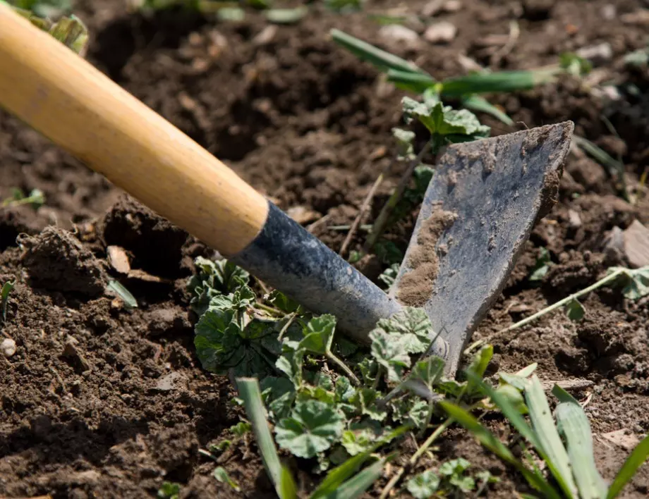 Какво ще се случи, ако посипем градината с царевично брашно? Това всеки градинар трябва да го знае! 