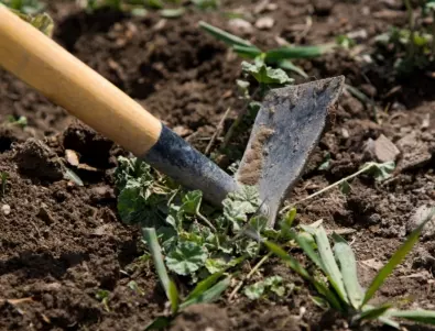 Градинар: Не изхвърляйте плевелите, използвайте ги по този начин, за да удвоите реколтата
