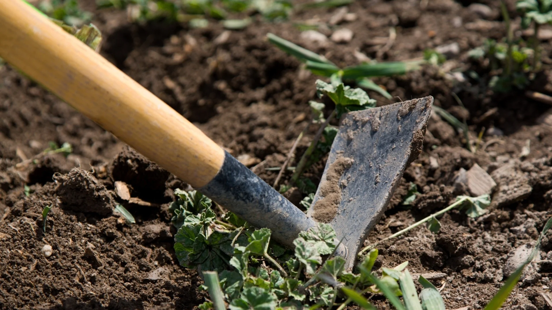 Подготвихте ли градината за засаждане: Не пропускайте да направите това