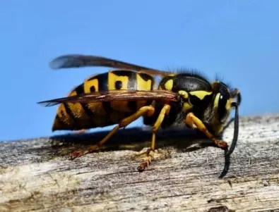 Съвети на стария пчелар: какво да направим, ако ни ухапе пчела, оса или стършел