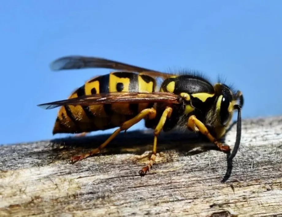 Съвети на стария пчелар: какво да направим, ако ни ухапе пчела, оса или стършел