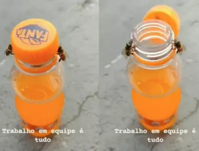Вижте как две пчели сами отвориха шише с безалкохолно (ВИДЕО)