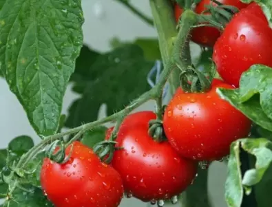 Как да подобрим реколтата от домати само с натурални вещества