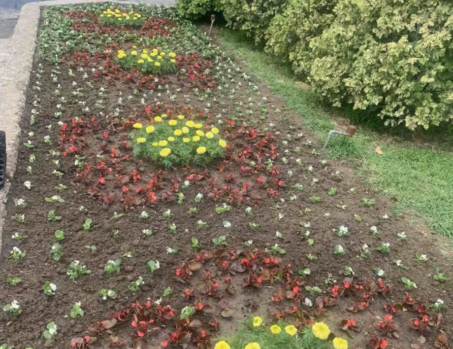 Засадиха 1100 бегонии с различни цветове в Градския парк на Асеновград (СНИМКИ)