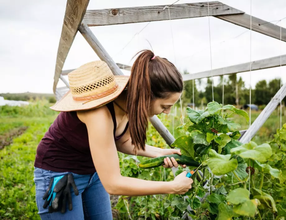 Топ триковете на опитните градинари за по-висок добив на краставици
